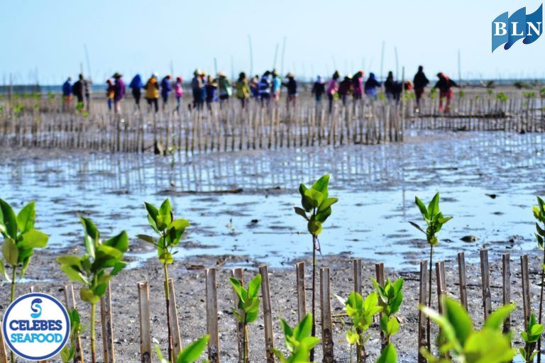 Selecting Superior Seedlings for Successful Mangrove Forest Reforestation
